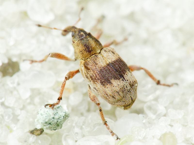 Tapeinotus sellatus (Fabricius, 1794)